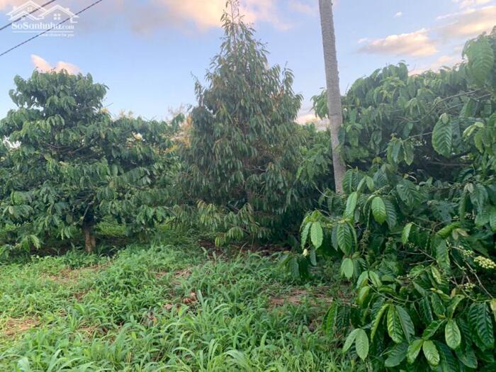 Hình ảnh Cưmagr- Đắk Lắkdt hơn 600m2 đất đỏ bazan có cà phê, tiêu, sầu riêng trên đất chỉ 149ttr bao sổ 3