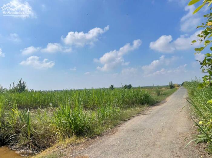 Hình ảnh bán 1 công đất thổ, mặt tiền nhựa gần biển Rạch Bùn, Tân Điền, TG giá 1 tỷ 4