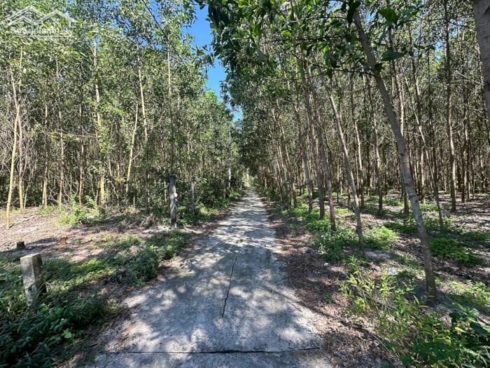 Hình ảnh Bán 5x27(135m2) 62m2 Tc Hẻm Lý Nam Đế Tân Phước LaGi Giá 650 Triệu 2