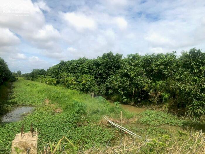 Hình ảnh Bán 2717m2 đất mặt tiền đường dẫn Cầu Cần Thơ, Phường Đông Thuận, Bình Minh 3