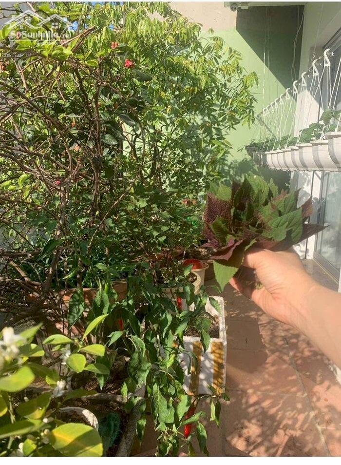 Hình ảnh KĐT Dịch Vọng - Thọ Tháp 102.6m2 x 5 tầng mt: 6m Cầu Giấy 0