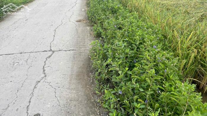 Hình ảnh B.á.n 6 công đất có 88m mt giáp đường ôtô gần biển Rạch Bùn, Tân Điền, tỉnh Đồng Tháp mới. 0