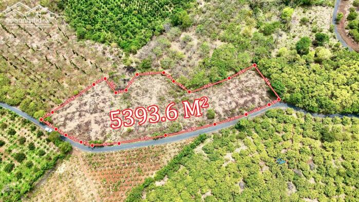 Hình ảnh Hòa Phú- Buôn Ma Thuột- Đắk Lắk dt hơn 5 sào view sông Serepok xinh đẹp đất sẵn cà phê và sầu chỉ nhỉnh 1 tỷ 0