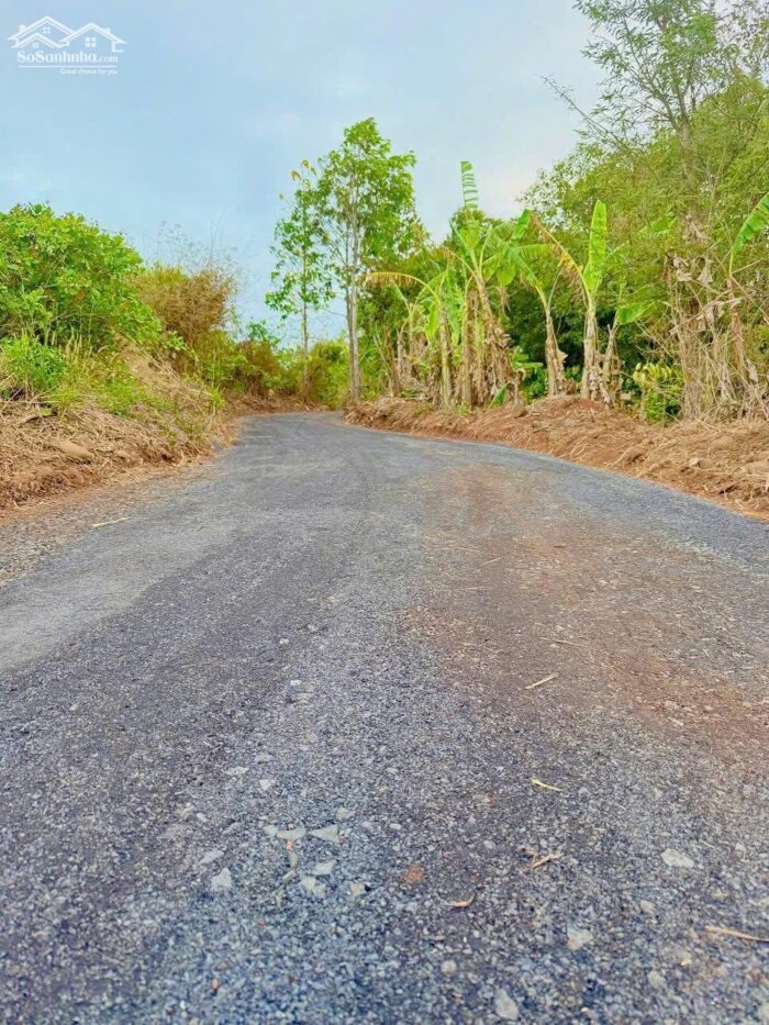 Hình ảnh Hòa Phú- Buôn Ma Thuột- Đắk Lắk dt hơn 5 sào view sông Serepok xinh đẹp đất sẵn cà phê và sầu chỉ nhỉnh 1 tỷ 3