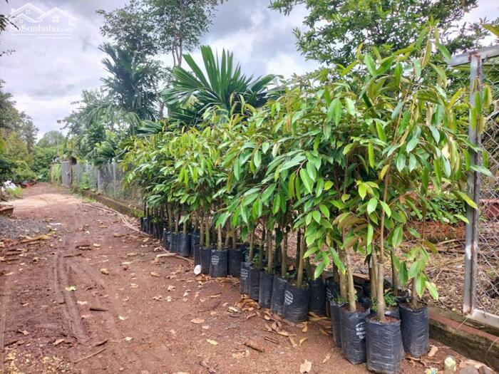 Hình ảnh Hòa Phú- Buôn Ma Thuột- Đắk Lắk dt hơn 5 sào view sông Serepok xinh đẹp đất sẵn cà phê và sầu chỉ nhỉnh 1 tỷ 4