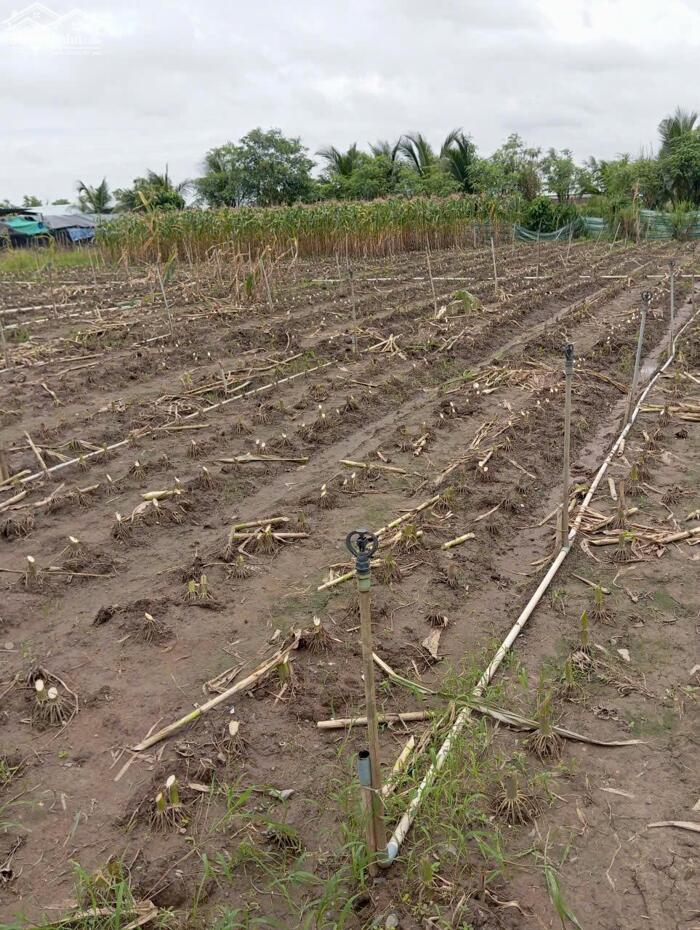 Hình ảnh B.á.n (10x50) đất nền đẹp , ôtô kênh Trần Văn Dõng – Chợ Tân Điền, GCĐ, TG cũ 1