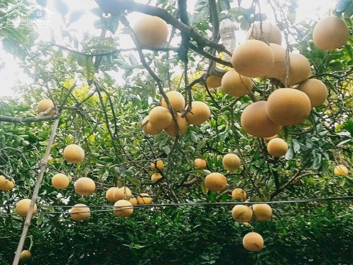 Hình ảnh BÁN ĐẤT VƯỜN BƯỞI PHÚC DIỄN, BẮC TỪ LIÊM GIÁ CHỈ BẰNG CĂN CHUNG CƯ 1