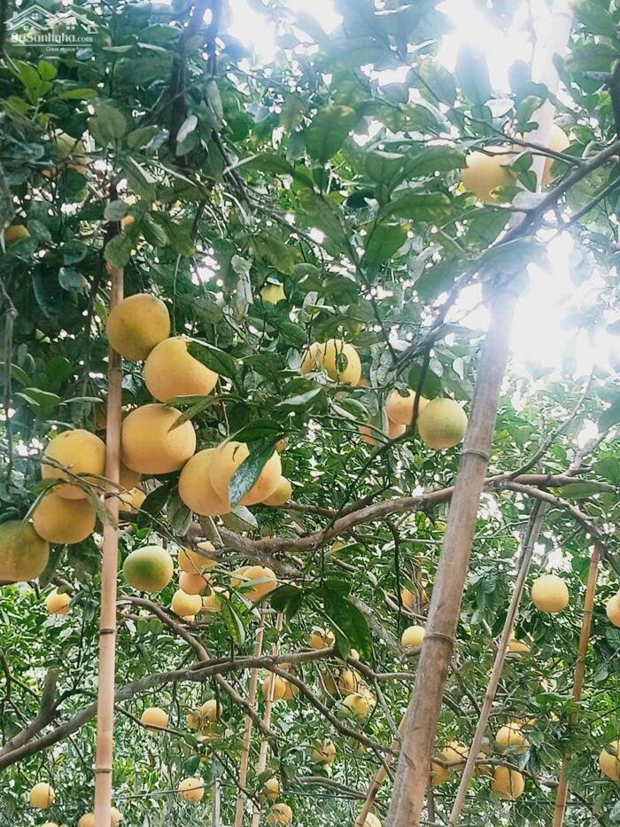 Hình ảnh BÁN ĐẤT VƯỜN BƯỞI PHÚC DIỄN, BẮC TỪ LIÊM GIÁ CHỈ BẰNG CĂN CHUNG CƯ 2