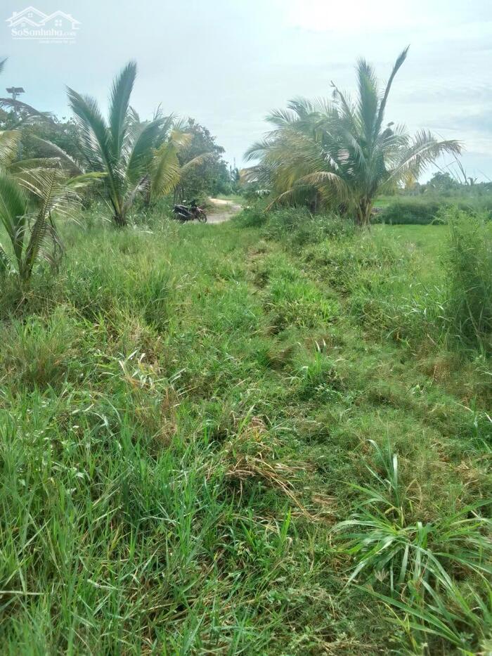 Hình ảnh Đất Ngộp,gần trường Tiểu học-Hàm Liêm(Hàm Chính)-Lâm Đồng-4.250m2 2