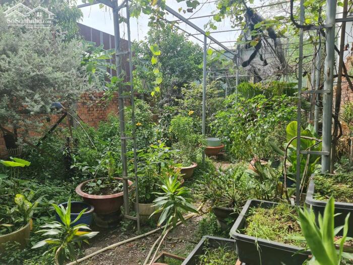 Hình ảnh BÁN NHÀ MẶT TIỀN KD VIP – LÊ THỊ TRUNG – SHOWROOM - SIÊU THỊ - KHO XƯỞNG - NHÀ HÀNG - 8 X 60 / GIẢM 4.5 TỶ 3