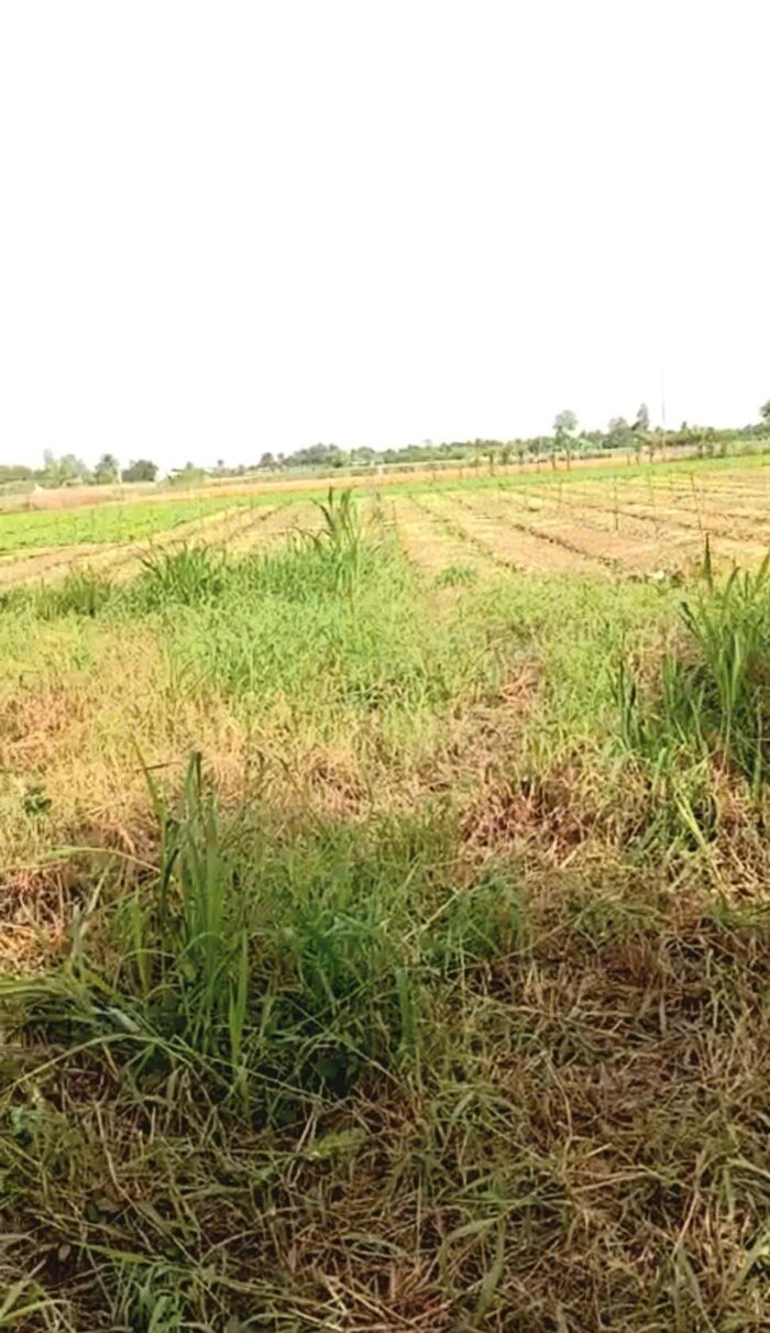 Hình ảnh B.á.n 6,2 công đất nền, mặt tiền ôtô, gần biển Tân Thành - Gò Công Đông, TG cũ 2