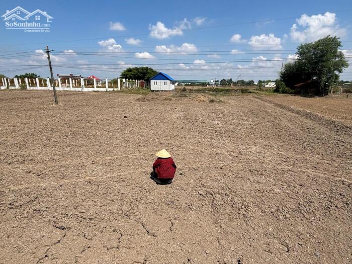 Hình ảnh Đất lúa 900m2 mt đường 6m Óc Đảo Long Hựu giá rẻ chỉ 1 tỏi 0