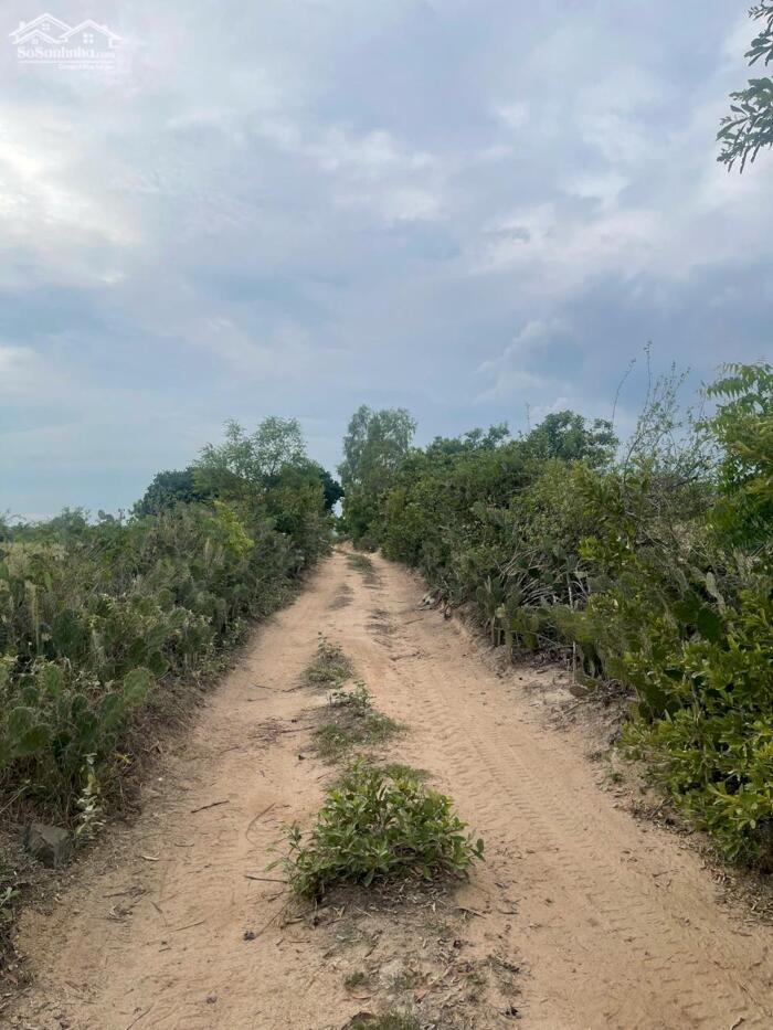 Hình ảnh BÁN ĐẤT VƯỜN TẠI NINH PHƯỚC, NINH THUẬN OTO VÀO TẬN NƠI DT: 6.400m2 - GIÁ 2.9 TỶ - LH 0917 678 685 7