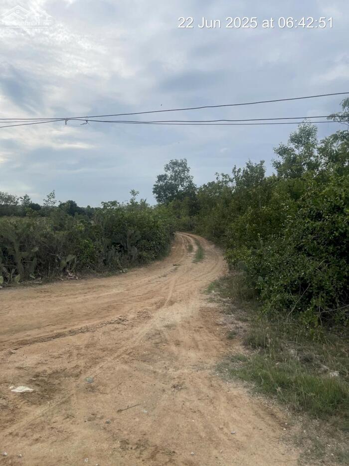 Hình ảnh BÁN ĐẤT VƯỜN TẠI NINH PHƯỚC, NINH THUẬN OTO VÀO TẬN NƠI DT: 6.400m2 - GIÁ 2.9 TỶ - LH 0917 678 685 8