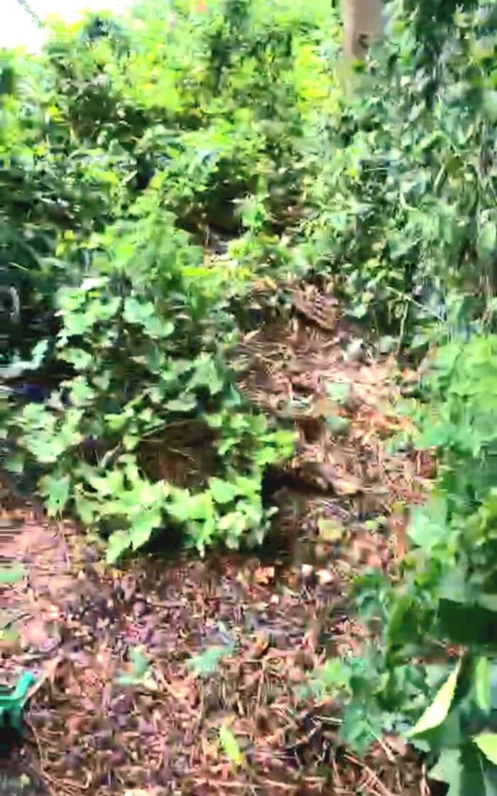 Hình ảnh B.á.n 38m Mặt tiền TL862 Gò Công Đông thuận tiện kinh doanh mua bán giá 2 tỷ 3