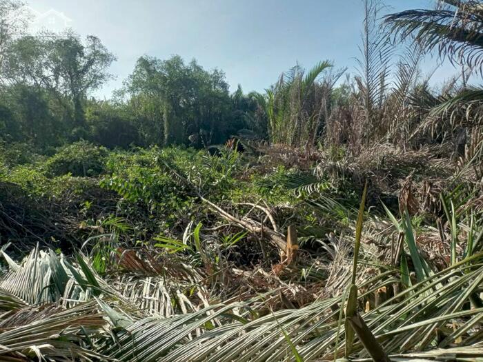 Hình ảnh Đất lúa Óc Đảo Long Hựu 1094m2 giá hết sổ 410tr 0