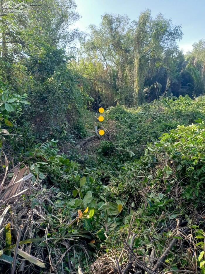 Hình ảnh Đất lúa Óc Đảo Long Hựu 1094m2 giá hết sổ 410tr 1