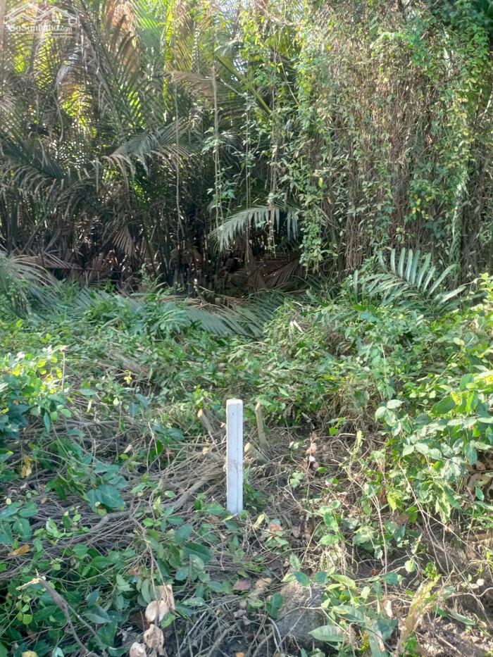 Hình ảnh Đất lúa Óc Đảo Long Hựu 1094m2 giá hết sổ 410tr 2