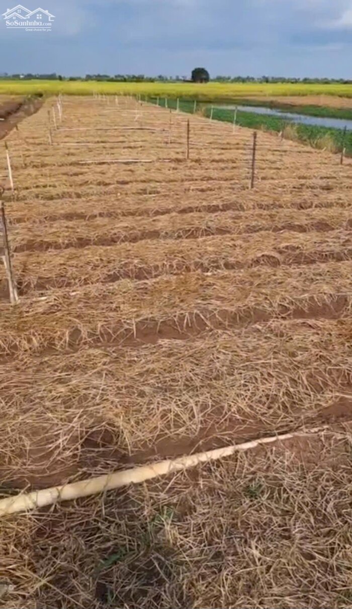 Hình ảnh .n 2,2 công đất nền chỉ 900tr hết đất, mặt tiền ôtô hướng biển Rạch Bùn, Tân Điền, GCĐ, TG 2