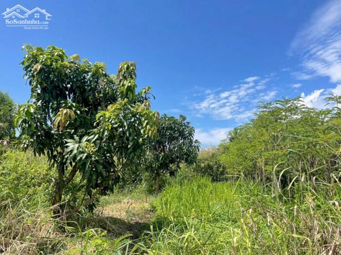 Hình ảnh B.á.n đất thổ cư gần KDL biển Tân Thành, Gò Công Đông, Tiền Giang giá 1,5 tỷ 4