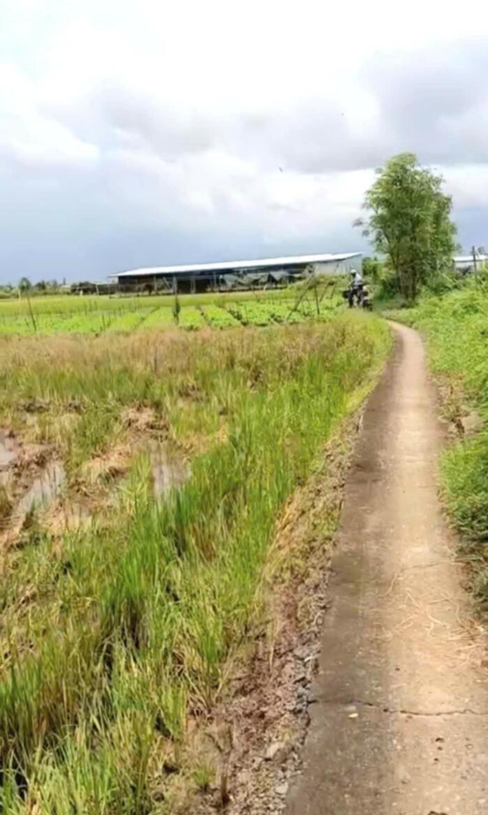 Hình ảnh B.á.n 2,1 công đất cây giá chỉ 800tr tại Bình Ân, Gò Công Đông, Tiền Giang cũ 0