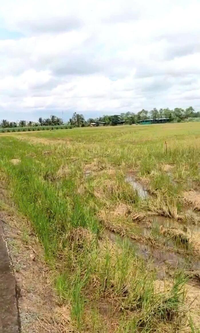 Hình ảnh B.á.n 2,1 công đất cây giá chỉ 800tr tại Bình Ân, Gò Công Đông, Tiền Giang cũ 3