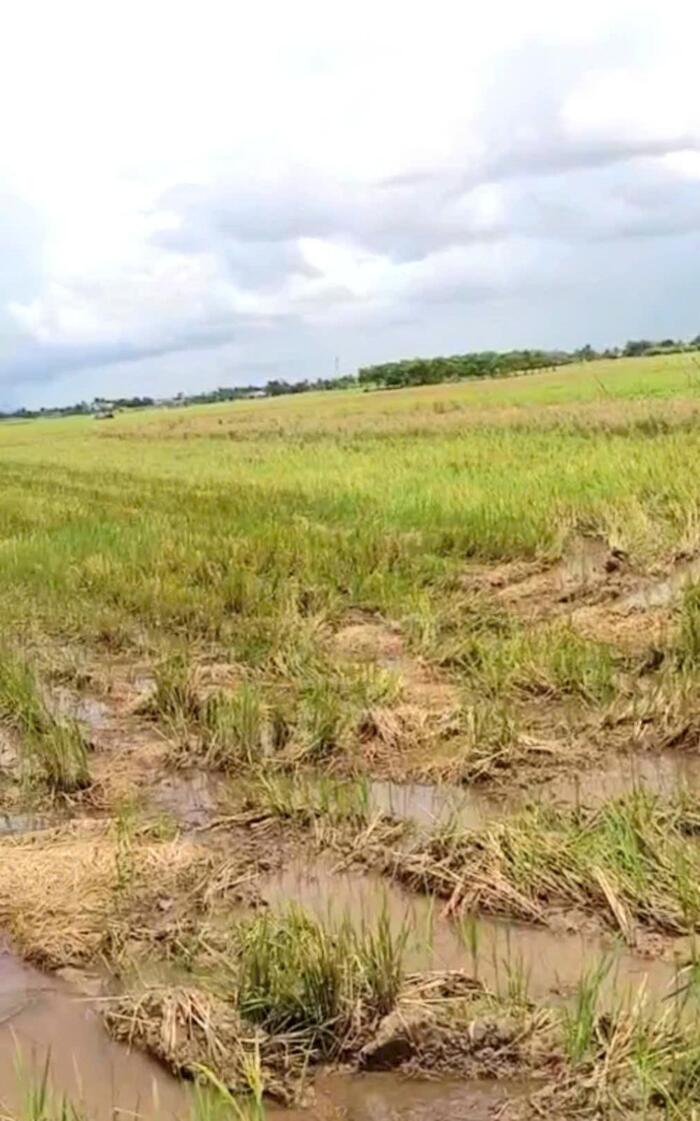 Hình ảnh B.á.n 2,1 công đất cây giá chỉ 800tr tại Bình Ân, Gò Công Đông, Tiền Giang cũ 2