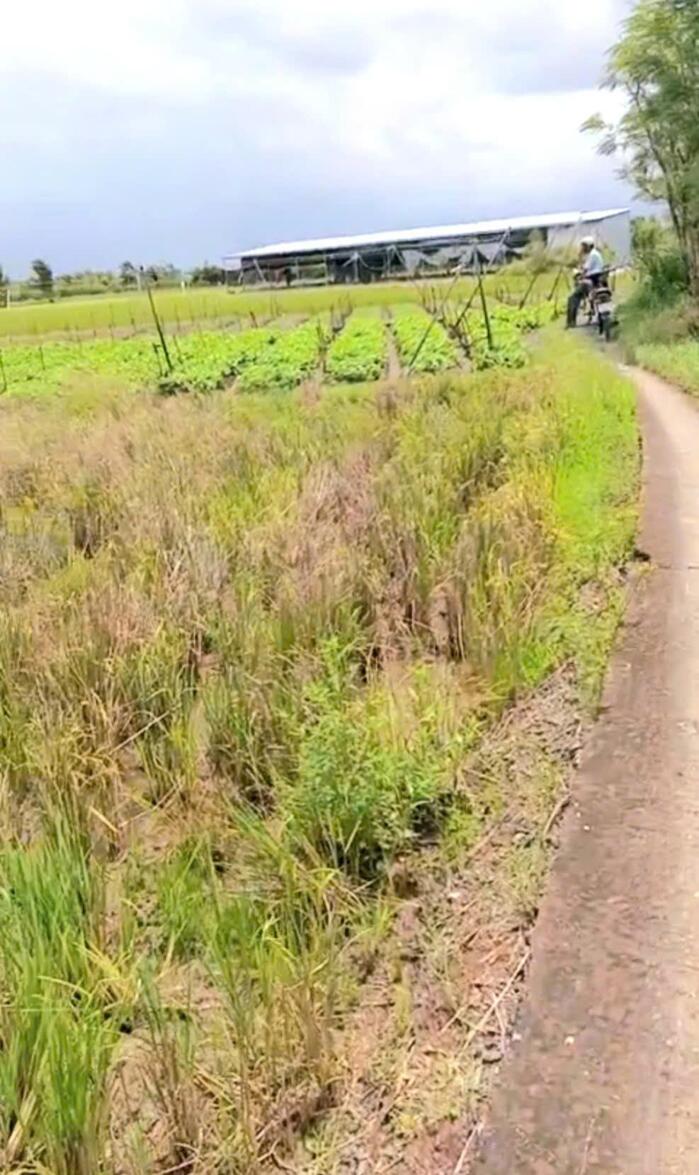 Hình ảnh B.á.n 2,1 công đất cây giá chỉ 800tr tại Bình Ân, Gò Công Đông, Tiền Giang cũ 5