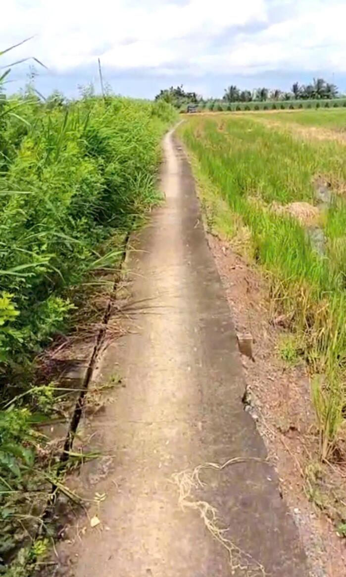 Hình ảnh B.á.n 2,1 công đất cây giá chỉ 800tr tại Bình Ân, Gò Công Đông, Tiền Giang cũ 1