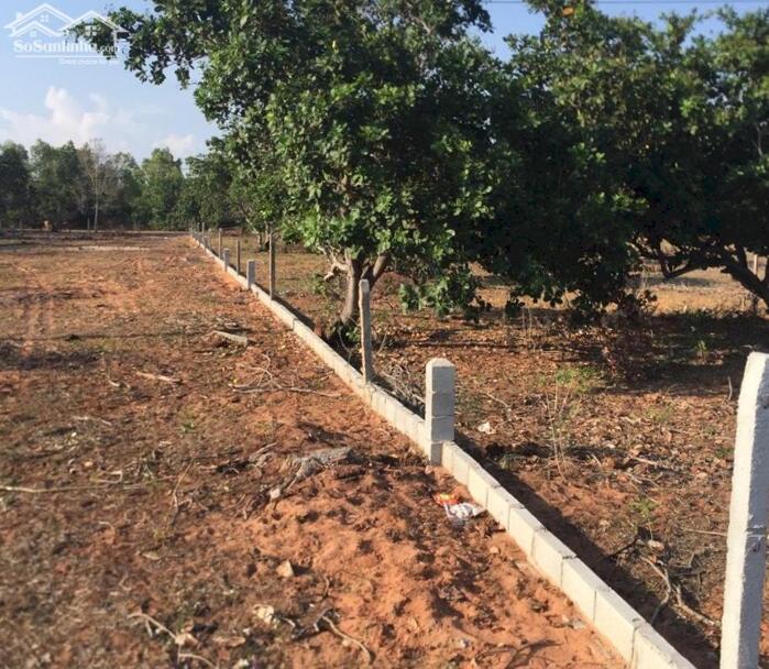 Hình ảnh Đất Ngộp mặt tiền DT715-Mũi Né(Thiện Nghiệp-Phan Thiết)-Lâm Đồng-1,46Ha+1,26Ha 2