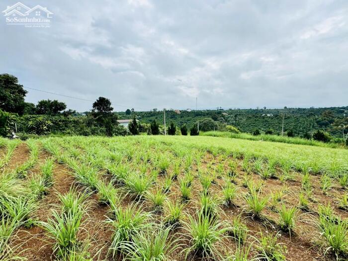 Hình ảnh Đất thổ cư Lộc An giá 550tr, đường nhựa, view đồi thoáng mát 0