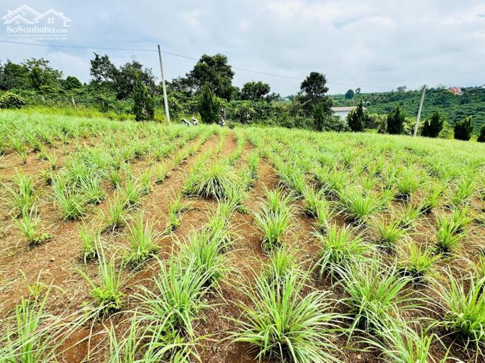 Hình ảnh Đất thổ cư Lộc An giá 550tr, đường nhựa, view đồi thoáng mát 4