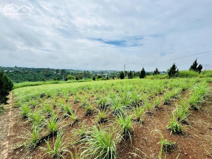 Hình ảnh Đất thổ cư Lộc An giá 550tr, đường nhựa, view đồi thoáng mát 3