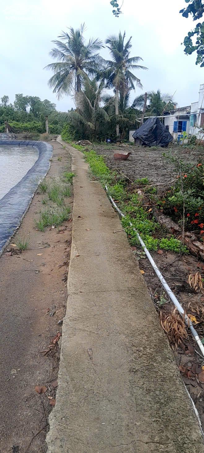 Hình ảnh Chủ ngộp cần bán gấp 2485m2 lúa mt Sông Vàm Cỏ xã Tân Chánh hết sổ 700tr 1