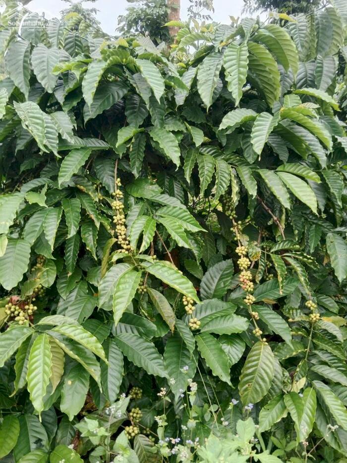 Hình ảnh Cư Pong- Krong Búk-Đắk Lắk dt hơn 9 sào sẵn nguồn thu giá chỉ 177tr/sào bao sổ sẵn nguồn cà phê thu 0