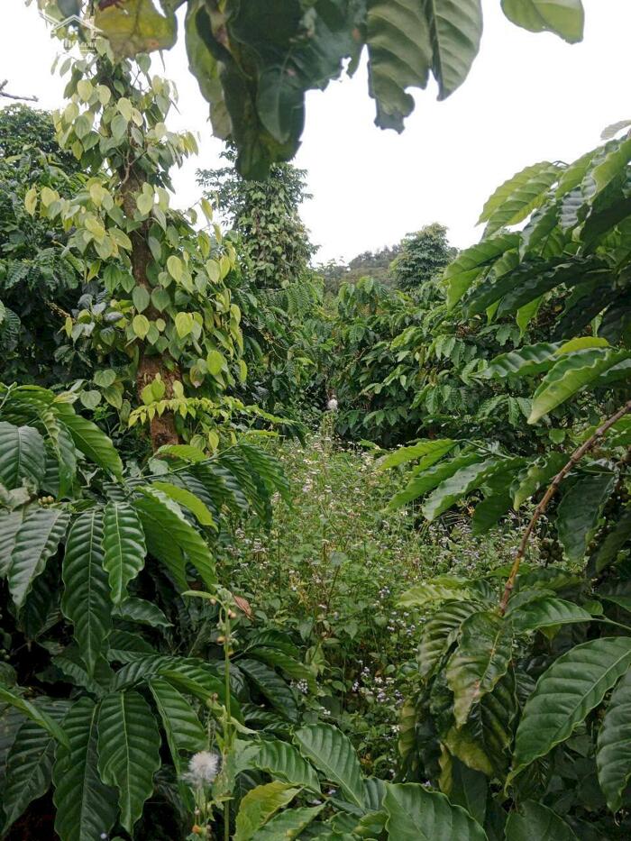 Hình ảnh Cư Pong- Krong Búk-Đắk Lắk dt hơn 9 sào sẵn nguồn thu giá chỉ 177tr/sào bao sổ sẵn nguồn cà phê thu 3