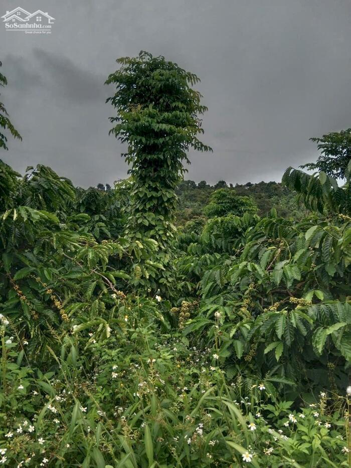 Hình ảnh Cư Pong- Krong Búk-Đắk Lắk dt hơn 9 sào sẵn nguồn thu giá chỉ 177tr/sào bao sổ sẵn nguồn cà phê thu 4