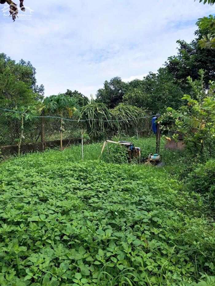 Hình ảnh Hiện Trạng trên đất có 3 căn nhà, 2 căn nhà cấp 4 và 1 căn nhà lầu ,Diện tích : 1700m2 Full Hồng 5