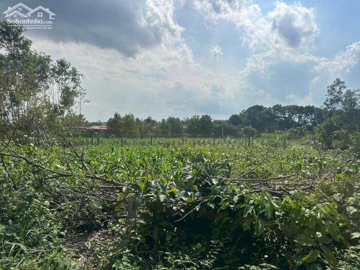 Hình ảnh 12x30(342m2) Hẻm Lý Nam Đế, Tân Phước LaGi Giá 1,2 Tỷ 2