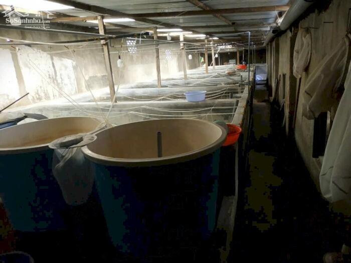 Hình ảnh Bán trại nuôi giống cách Nha Trang 12Km gần ngay Quốc lộ 1A 492m2 thổ cư 200m2 0