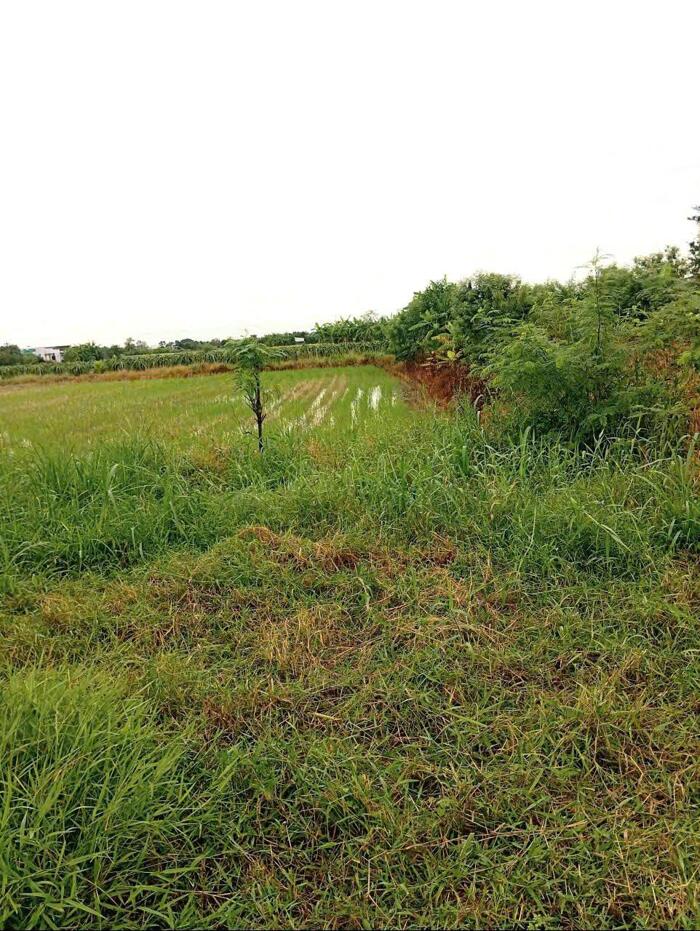 Hình ảnh Bán (70x50) ruộng, bêtông ôtô cặp kênh Trần Văn Dõng - Bình Ân, Gò Công Đông, Tiền Giang 3