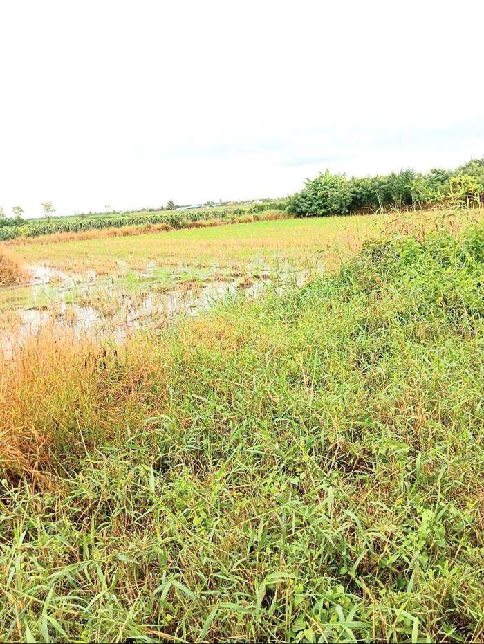 Hình ảnh Bán (70x50) ruộng, bêtông ôtô cặp kênh Trần Văn Dõng - Bình Ân, Gò Công Đông, Tiền Giang 2