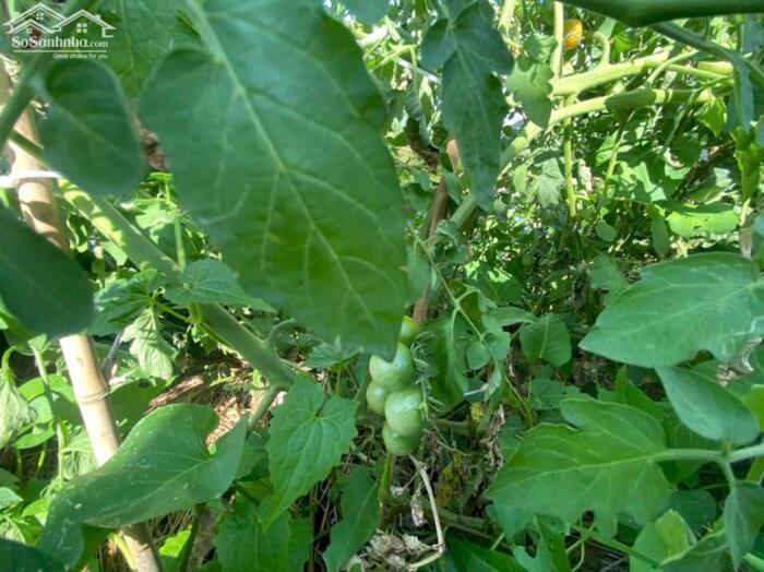 Hình ảnh NHÀ CHO THUÊ BIỆT THỰ SÂN VƯỜN 380M² – FULL NỘI THẤT CAO CẤP – KDC HƯNG PHÚ 1 – GIÁ 15 TRIỆU/THÁNG 8