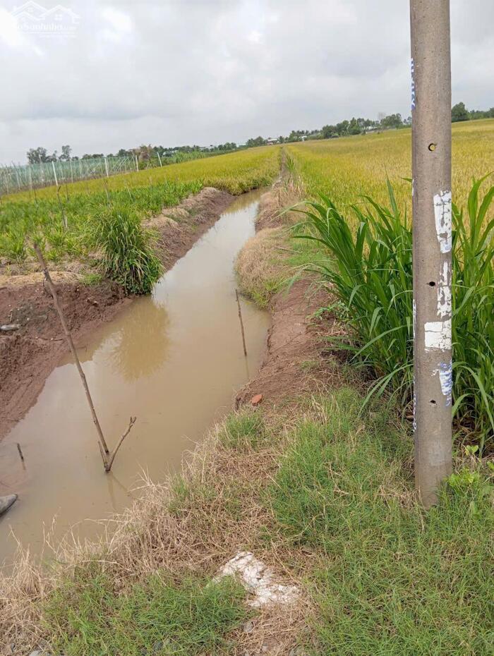 Hình ảnh B.á.n 1,3 mẫu đất ruộng giá 330tr/1000m2 tại xã Gia Thuận, Đồng Tháp. 2