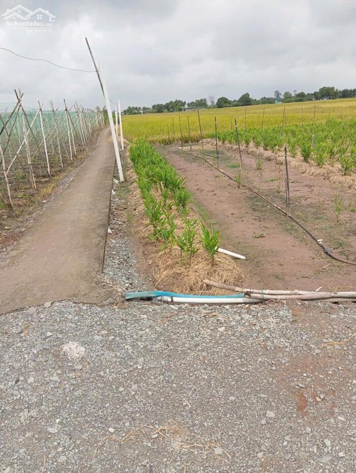 Hình ảnh B.á.n 1,3 mẫu đất ruộng giá 330tr/1000m2 tại xã Gia Thuận, Đồng Tháp. 1