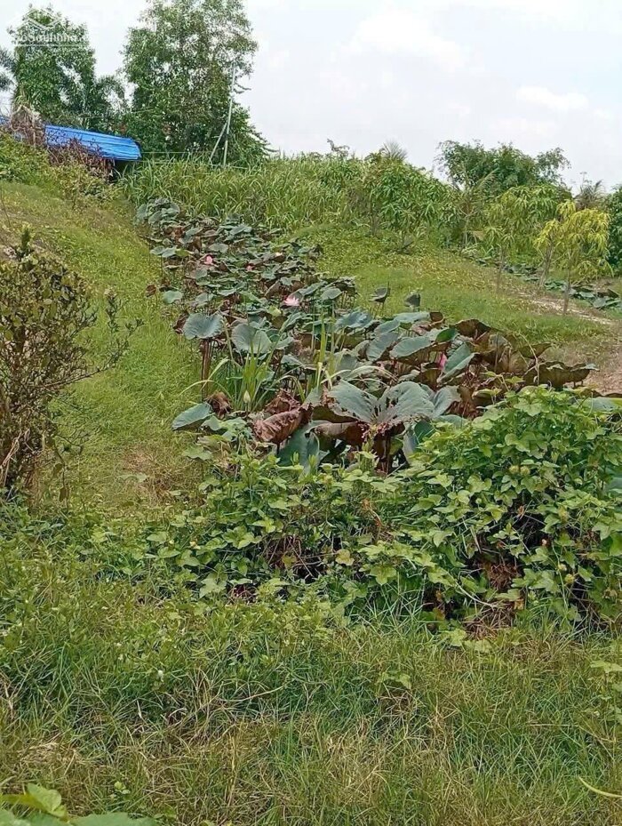 Hình ảnh Nhà vườn nghỉ dưỡng 3000m2 mt xe hơi xã Phước Đông bán gấp 2 tỏi 5 2