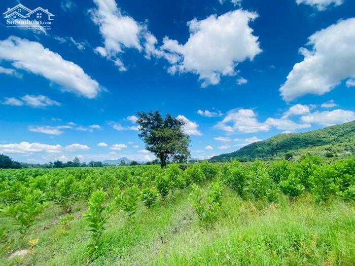 Hình ảnh 2.2 Mẫu Đất Gần Hồ Núi Đất Tân Tiến Giá Cực Rẻ Chỉ 3,5 Tỷ/Mẫu 3