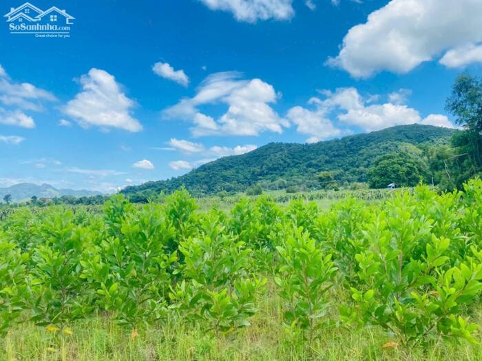 Hình ảnh 2.2 Mẫu Đất Gần Hồ Núi Đất Tân Tiến Giá Cực Rẻ Chỉ 3,5 Tỷ/Mẫu 1