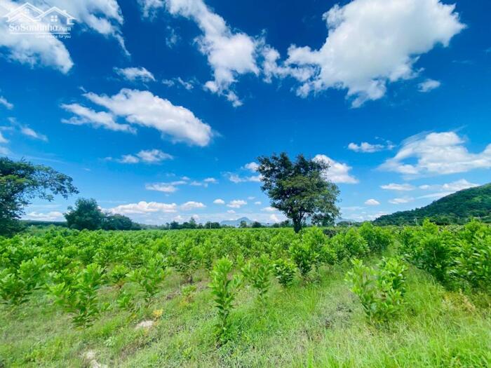 Hình ảnh 2.2 Mẫu Đất Gần Hồ Núi Đất Tân Tiến Giá Cực Rẻ Chỉ 3,5 Tỷ/Mẫu 2