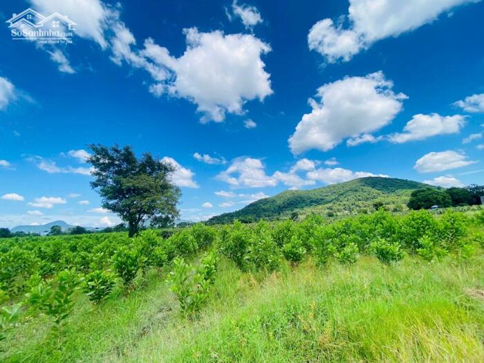 Hình ảnh 2.2 Mẫu Đất Gần Hồ Núi Đất Tân Tiến Giá Cực Rẻ Chỉ 3,5 Tỷ/Mẫu 0